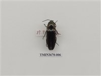 藏品(叩頭蟲(1))的圖片